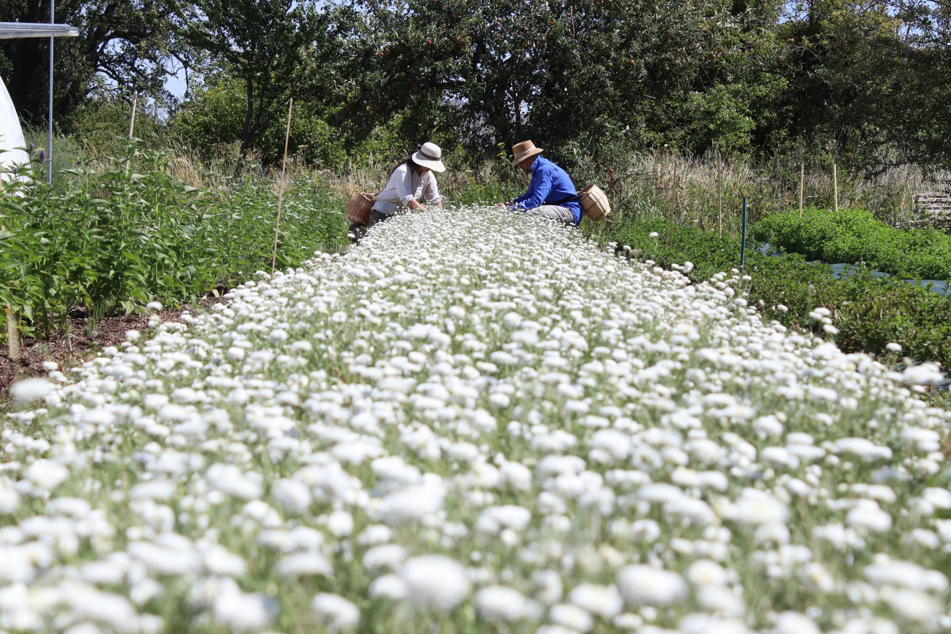 Récole de fleurs de camomille