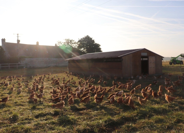 L’élevage de poules pondeuses