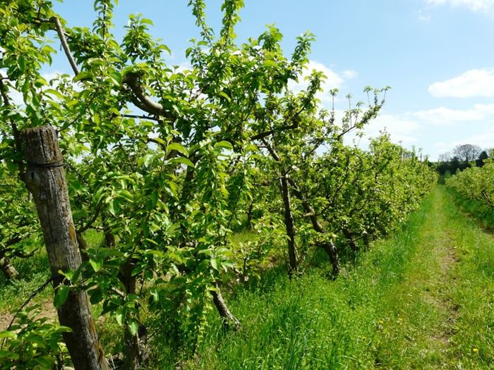 Vergers de la ferme Voulzette